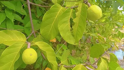 African star apples, still green, among the leaves of the tree