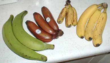 Green, red and yellow bananas side by side