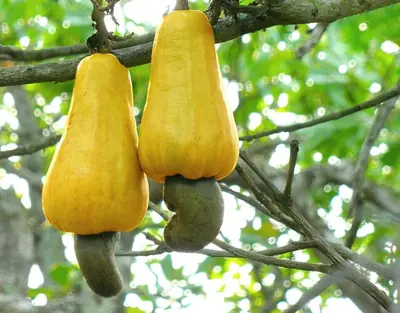 Yellow cashew apples on the tree, each with its nut below