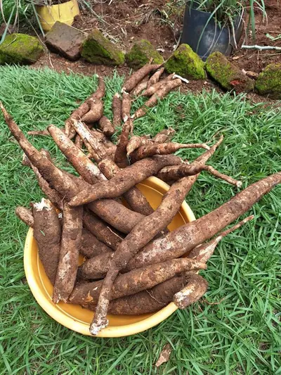 Cassava roots, freshly dug, in a basin and on the grass