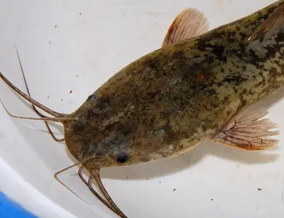 An African catfish in a basin of water