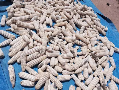 Maize cobs, the grain dried on them, spread out in the sun
