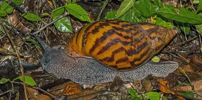 A giant African land snail on leaf litter