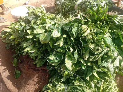 Bundles of ugu leaves for sale at a market